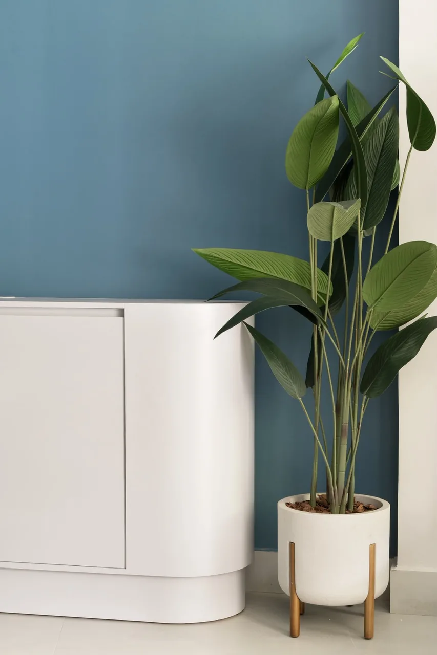 Balcão de recepção curvo em laca branca diante de parede azul